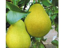 Груша Чижовская.jpg