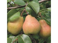 Груша Велеса.jpg