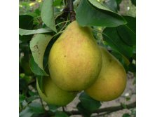 Груша Лада.jpg