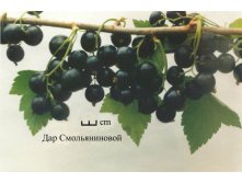 Смородина черная Дар Смоляниновой 2.jpg