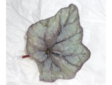 Dewdrop1.JPG