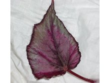 Maori Haze1.JPG