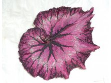 Satin Shell1.JPG