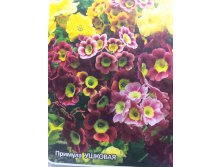 Примула ушковая цветной ковёр 0,05гр