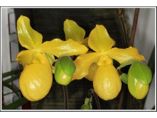 Paphiopedilum Gold Dollar (primulinum x armeniacum.jpg