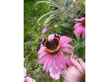 20130817_140346.jpg