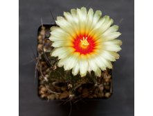 2010.05.19 Astrophytum capricorne var. minor