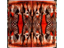 zebra.jpg