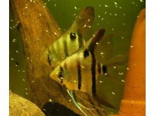    (Pterophyllum scalare Zebra)