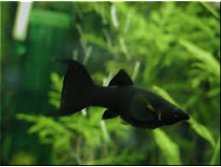  ޣ  (Poecilia Black Sailfin)