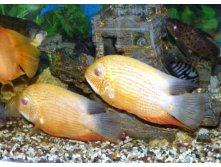      (Cichlasoma severum)