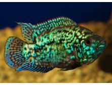 &#171; &#187; (Electric Blue Jack Dempsey)  (Archocentrus octofasciatum)