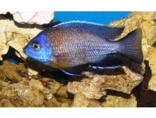    (Copadichromis borleyi)