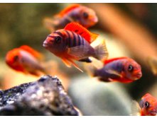    (LABIDOCHROMIS SPEC. \"KIMPUMA RED\")