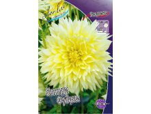 9984389_dahlia-canary-fubuki.jpg