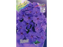 9987815.Phlox_The_King.jpg