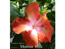 163 - Moorea Rita.jpg