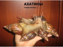 улитки.jpg
