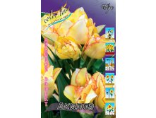 Tulipa Aquilla.jpg