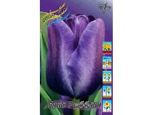 Tulipa Blue Ribbon.jpg