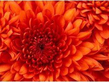 Chrysanthemum.jpg