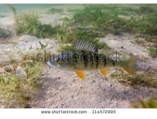 stock-photo-big-perch-on-the-plants-background-114572995.jpg