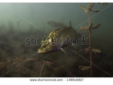 stock-photo-pike-freshwater-predator-looking-for-prey-underwater-among-the-water-plants-under-the-surface-of-138816827.jpg