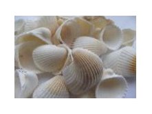 Клам Роза Большая_70+%