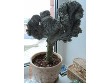 Euphorbia lactea