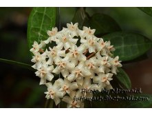 Hoya elliptica    