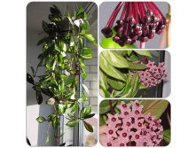 Hoya carnosa var. picta cv. Rubra (Krimson Princess)