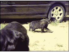 Dogs-break-up-cat-fight.gif