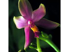 P.violacea.jpeg