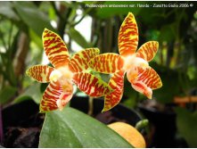 Phal. Amboinensis var flavida,.jpeg