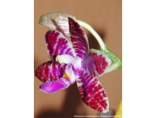 Phalaenopsis Simon Schunter (equestris x taenialis).jpeg