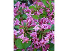 Вейгела цветущая Rosea. 12 шт