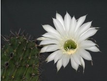 Echinopsis sp. 24.05.2010