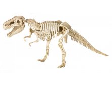 -  T-Rex.jpg