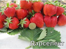 Земляника садовая Дарселект.jpg