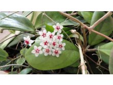 Hoya flagellata 