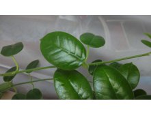 ciliata