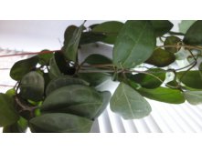 elliptica