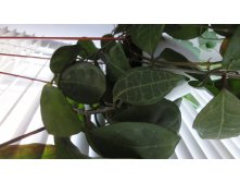 elliptica