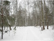 лес