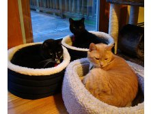 cats-in-beds.jpg