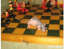 играем