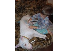 bull-terrier-coloring.jpg