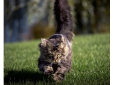 cat-fur-furry-grass-run-animals-2048x2560.jpg