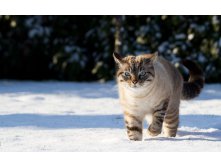 snowy-cat-08_centenico_by_display.jpg