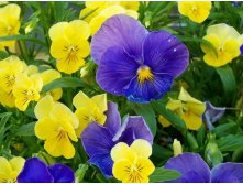 107476686_1275817837_pansies1.jpg